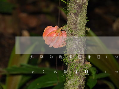 天津行通律師事務(wù)所官網(wǎng)(天津律師網(wǎng)官網(wǎng))