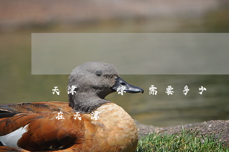 天津請個律師需要多少費用武清(想請個律師在天津)