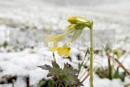 天津離婚登記預(yù)約任何區(qū)都行嗎(天津離婚預(yù)約網(wǎng)上預(yù)約怎么預(yù)約不了)