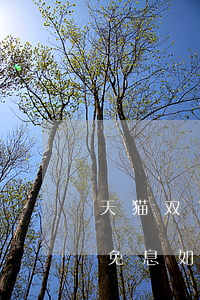 天猫双1112期免息分期-天猫的12期免息,如何付款的