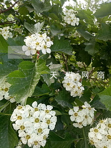 天猫网商贷逾期天猫关店