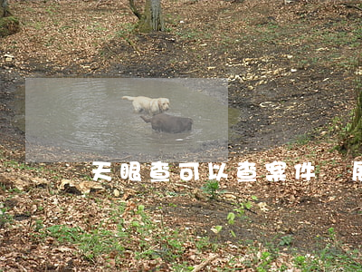 天眼查可以查案件進展嗎(天眼查可以查犯罪記錄嗎)