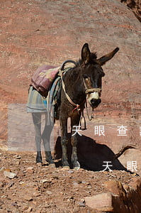 天眼查詢企業(yè)信息官網(wǎng)(天眼查詢企業(yè)信息官網(wǎng)入口)