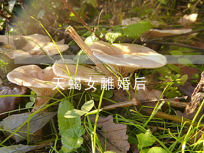 天蝎女離婚后