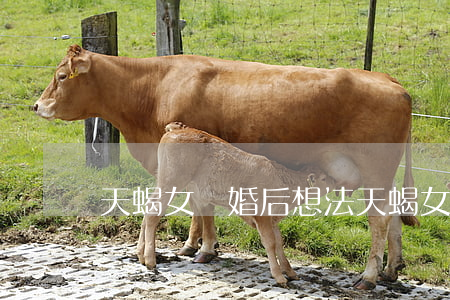 天蝎女離婚后想法(天蝎女離婚后想法)