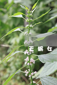 天蝎女離婚怎么辦