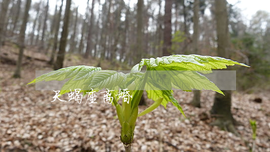 天蝎座离婚