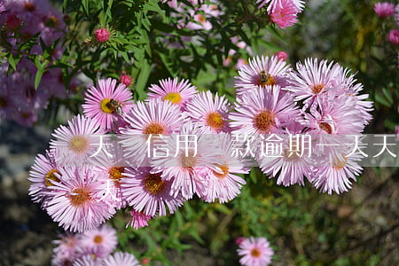 天貓信用貸款逾期一天(天貓信用貸款逾期一天)