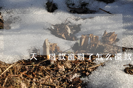 天貓借款逾期了怎么還款(天貓還款怎么還)