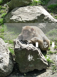 天貓店鋪網(wǎng)商貸能不能延期還款-天貓店鋪網(wǎng)商貸能不能延期還款呢