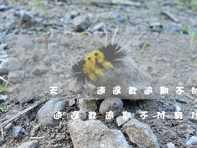 天貓極速退款逾期不付有什么影響-天貓極速退款逾期不付有什么影響嗎