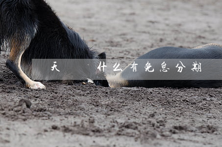 天貓為什么有免息分期
