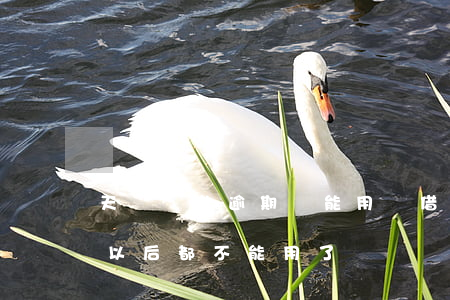 天貓貸款逾期還能用嗎(借唄逾期十天是不是以后都不能用了?)