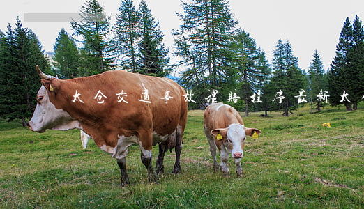 太仓交通事故理赔程序(最新太仓交通事故)