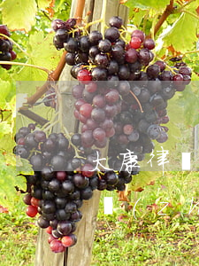 太康律師事務(wù)所哪個(gè)比較專(zhuān)業(yè)