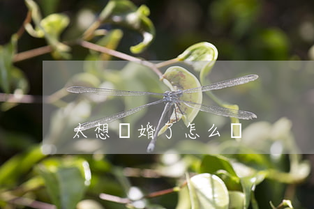 太想離婚了怎么辦