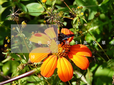 太谷欠信用卡黑名單(黑名單信用卡會不會停掉)