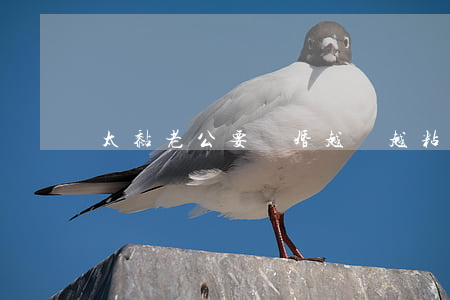 太黏老公要離婚(越來越粘老公)
