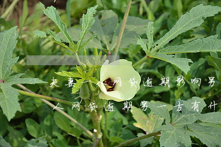 夫妻一人网贷逾期影响另外一方吗-夫妻一人网贷逾期另一方有什么影响?