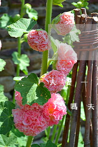 夫妻一方父母去世后還有繼承權(quán)嗎(夫妻雙方有一方去世,怎樣繼承)