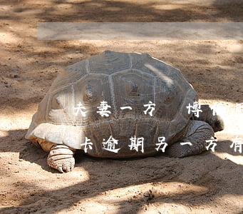 夫妻一方賭博信用卡逾期(夫妻雙方一方信用卡逾期另一方有牽連么)