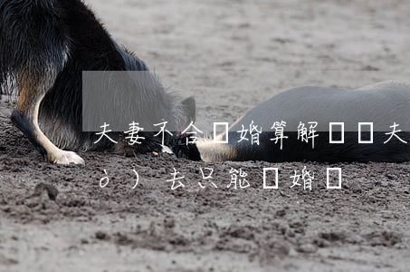 夫妻不合離婚算解脫嗎(夫妻磨合不過(guò)去只能離婚嗎)