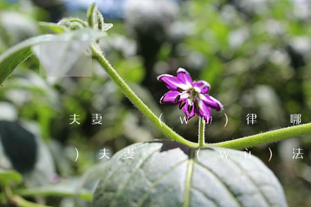 夫妻債務(wù)律師哪家強(qiáng)(夫妻債務(wù)法律條款)