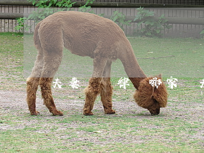 夫妻債務律師哪家強(夫妻債務法律條款)
