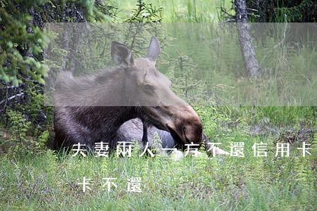 夫妻兩人一方不還信用卡(夫妻一方借了信用卡不還)