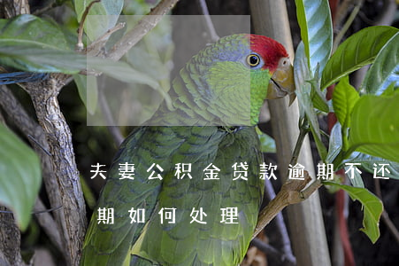 夫妻公积金贷款逾期不还(住房公积金还贷逾期如何处理)