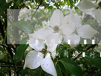 夫妻共同欠銀行債務(wù),離婚后怎么辦-夫妻共同欠銀行債務(wù),離婚后怎么辦理