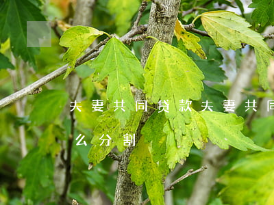 夫妻共同贷款(夫妻共同贷款买的房子离婚怎么分割)