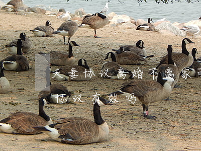 夫妻协议离婚不离家可以吗(离婚不离家离婚协议有效吗)