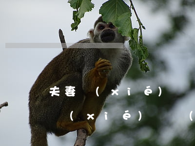 夫妻協(xié)議書(shū)范本(夫妻協(xié)議書(shū)范本圖片)
