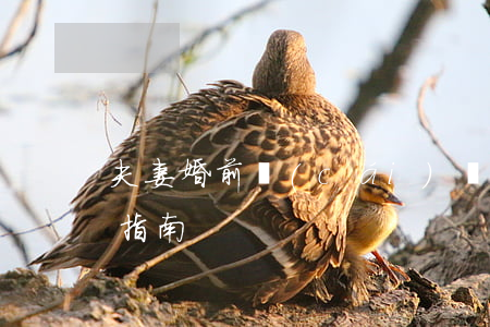 夫妻婚前財(cái)產(chǎn)公證指南