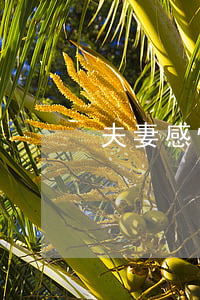 夫妻感情破裂(夫妻感情破裂的句子怎么寫)
