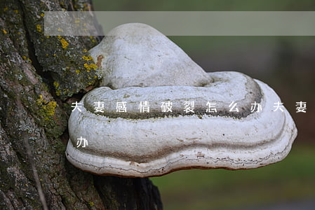 夫妻感情破裂怎么办(夫妻感情出现裂痕怎么办)