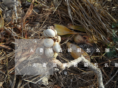 夫妻感情破裂怎么辦(沒有證據(jù)證明夫妻感情破裂怎么辦)