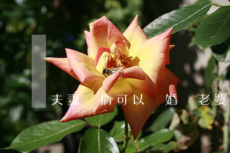 夫妻懶惰可以離婚嗎(老婆太懶了我該離婚嗎)