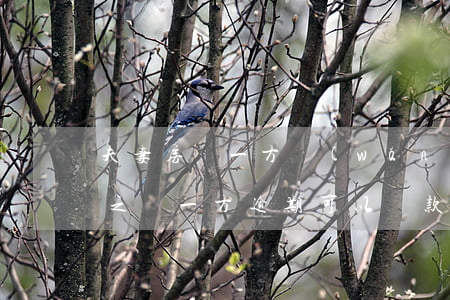 夫妻房貸一方網(wǎng)貸未逾期(夫妻之間一方逾期可以貸款嗎)
