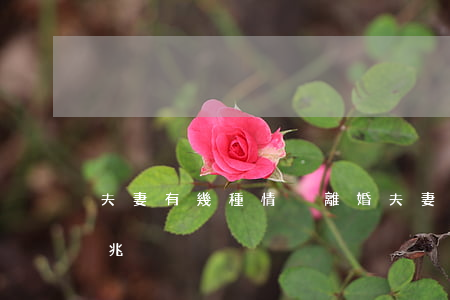 夫妻有幾種情況離婚(夫妻之間必須離婚的征兆)
