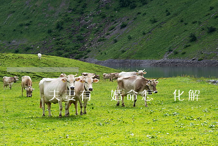 夫妻有離婚命怎樣化解(離婚命怎么化解)