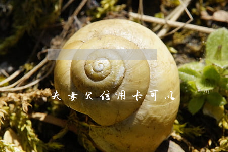 夫妻欠信用卡可以嗎