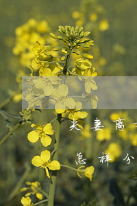 夫妻离婚婚前房产怎样分(夫妻离婚婚前房产怎样分)