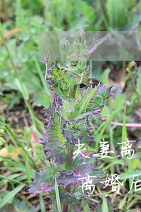 夫妻离婚家里小产权房子怎么办(小产权房子离婚后怎么分)