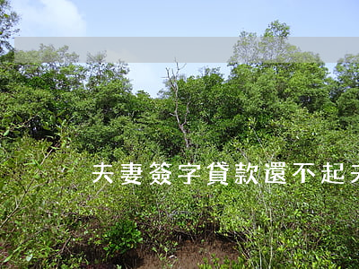 夫妻簽字貸款還不起(夫妻簽字貸款還不起)