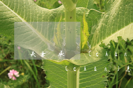 夫妻繼承遺產(chǎn)怎么分配(夫妻之間遺產(chǎn)怎么分配)