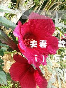 夫妻貸款逾期了-夫妻貸款逾期了會(huì)怎么樣