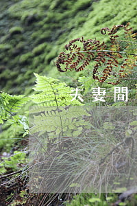 夫妻間盜刷信用卡逾期了會怎樣