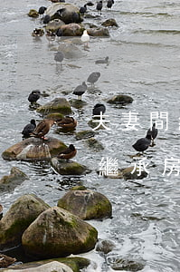 夫妻間繼承房產(chǎn)要交稅嗎(夫妻繼承房產(chǎn)需要交什么費(fèi)用)